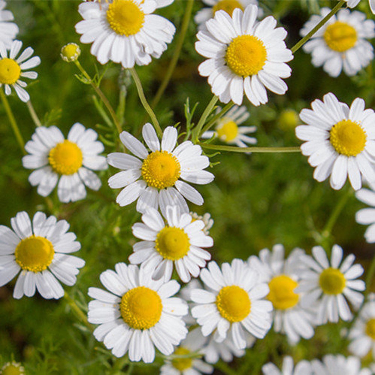 Chamomile (Anthemis nobilis) Essential Oil – Sol Rising, LLC