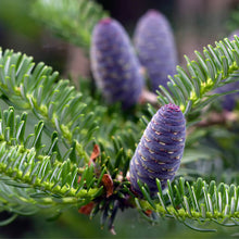 Load image into Gallery viewer, Balsam Fir Needle (Abies balsamea) NOW Essential Oil
