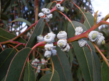 Load image into Gallery viewer, Eucalyptus (Eucalyptus globulus)
