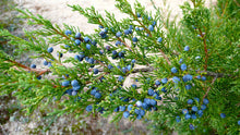 Load image into Gallery viewer, Cedarwood Oil (Juniperus virginiana) NOW Essential Oil
