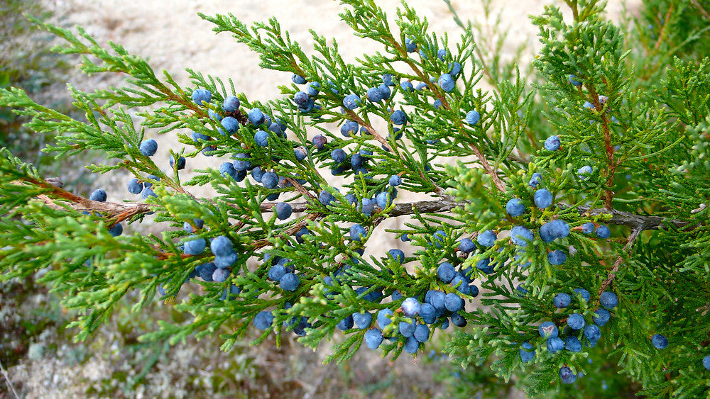 Cedarwood Oil (Juniperus virginiana) Essential Oil