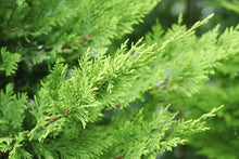Load image into Gallery viewer, Cypress (Cupressus sempervirens)
