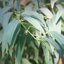 Load image into Gallery viewer, Eucalyptus Radiata (Eucalyptus radiata)
