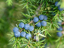 Load image into Gallery viewer, Juniper Berry Oil (Juniperus communis)
