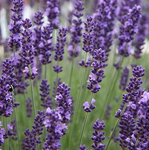 Lavender Oil (Lavandula angustifolia)